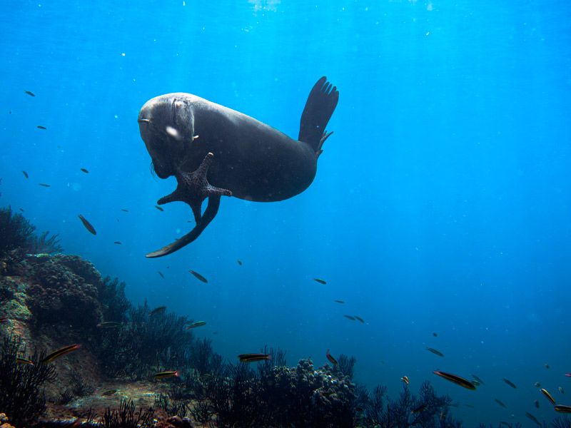 Sea Lions Baja California