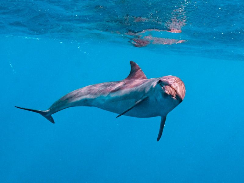 Buceo con delfines en Mar Rojo